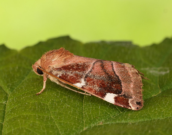 73.214 BF2317 White-spotted Pinion Cosmia diffinis