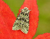 Merveille du Jour Griposia aprilina
