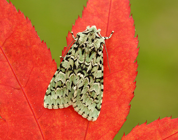 Merveille du Jour Griposia aprilina
