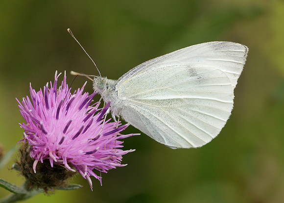 Small White Pieris rapae