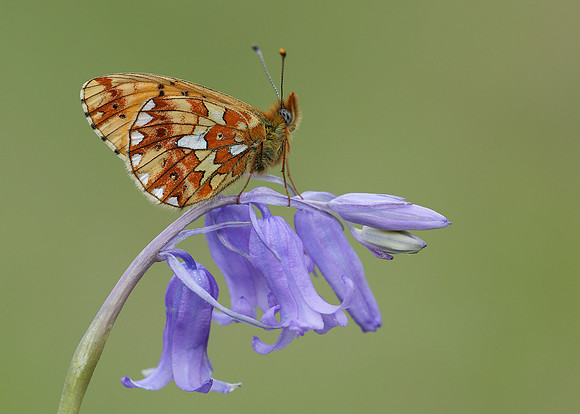 Pearl-Bordered Fritillary Boloria euphrosyne
