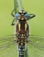 Hairy Dragonfly Brachytron pratense