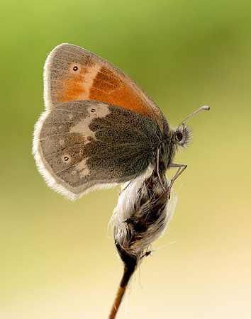 Large Heath scotica Coenonympha tullia scotica