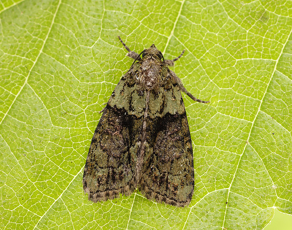 73.082 BF2292 Tree-lichen Beauty Cryphia algae