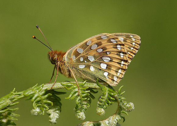 Dark Green fritillary Argynnis aglaja