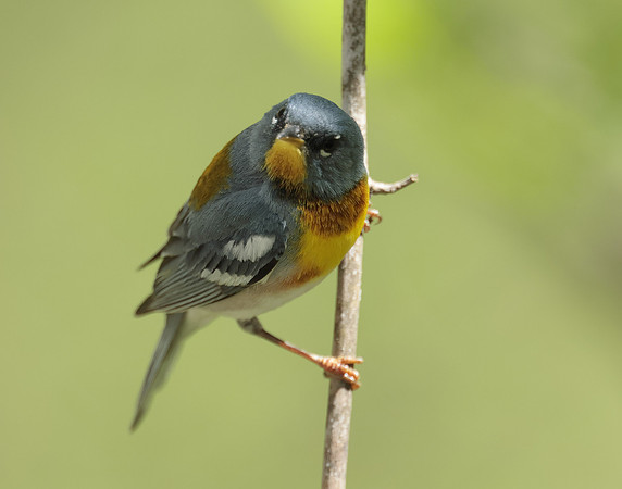 Northern Parula