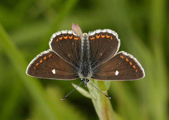 Northern Brown Argus Aricia artaxerxes artaxerxes