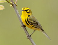 Prairie Warbler Setophaga discolor