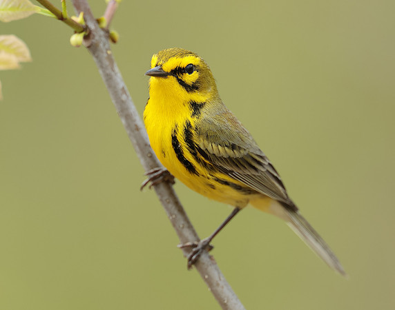 Prairie Warbler Setophaga discolor