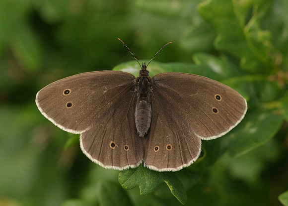 Ringlet Aphantopus hyperantus