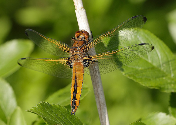 Scarce Chaser Libellula fulva