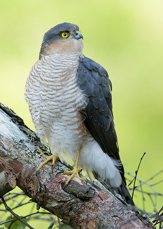 Sparrowhawk Accipiter nisus