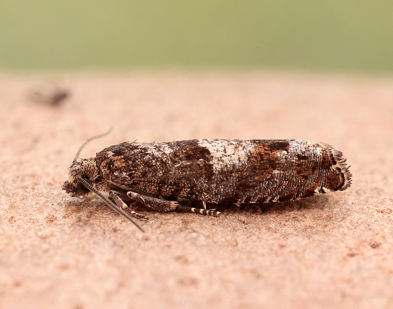 49.245 BF1137 Epinotia tetraquetrana
