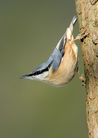 Nuthatch Sitta europaea