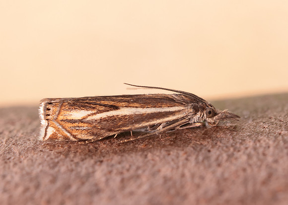 63.086 BF1301 Crambus lathoniellus