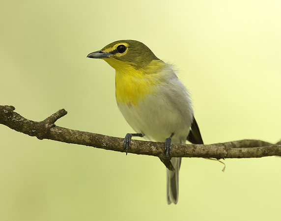 Yellow-throated Vireo Vireo flavifrons