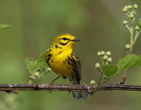 Prairie Warbler Setophaga discolor