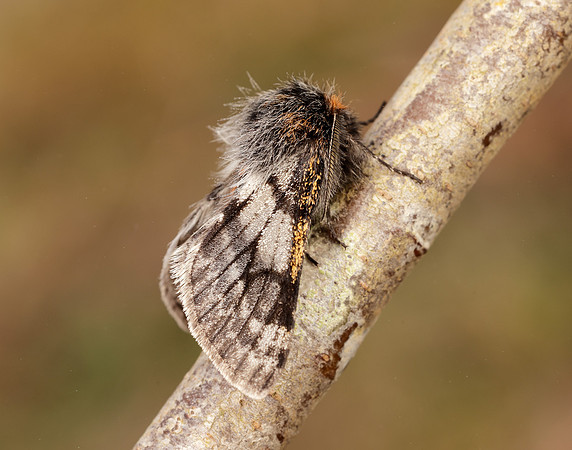 70.249 BF1929 Rannoch Brindled Beauty Lycia lapponaria