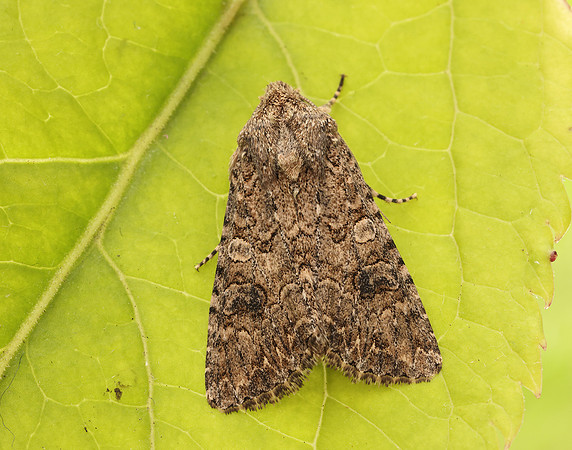 73.255 BF2145 The Nutmeg Anarta trifolii