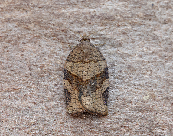 49.027 BF973 Pandemis dumetana