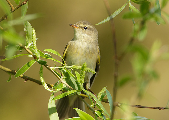 Willow Warbler Phylloscopus trochilus