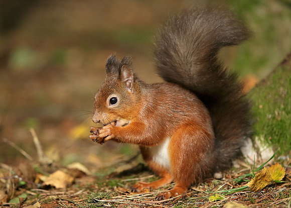 Red Squirrel Sciurus vulgaris