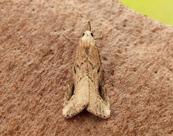 72.060 BF2485 Marsh Oblique-barred Hypenodes humidalis