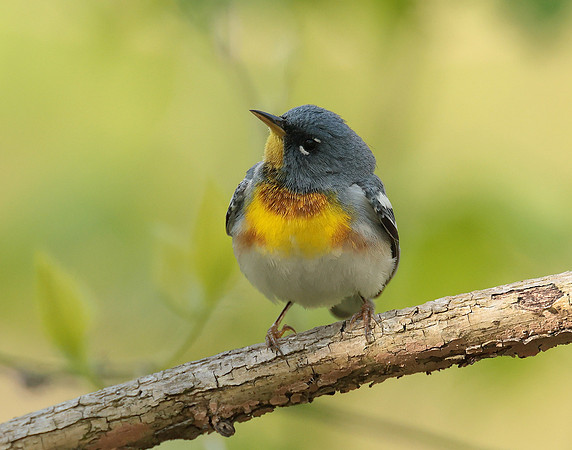Northern Parula