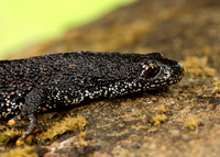 Great Crested Newt Triturus cristatus;