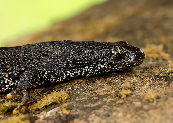 Great Crested Newt Triturus cristatus;