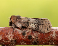 65.010 BF1654 Figure of Eighty Tethea ocularis