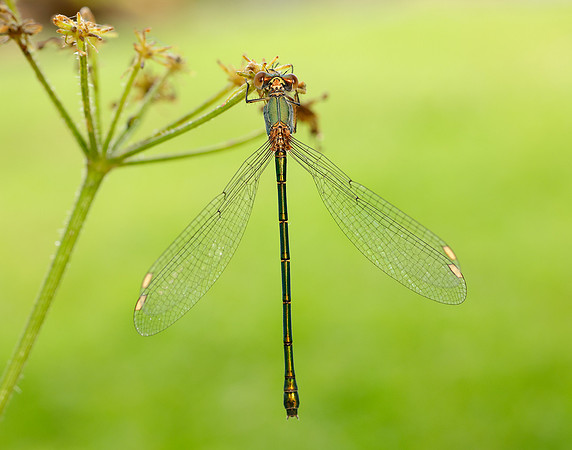 Willow Emerald Chalcolestes viridis