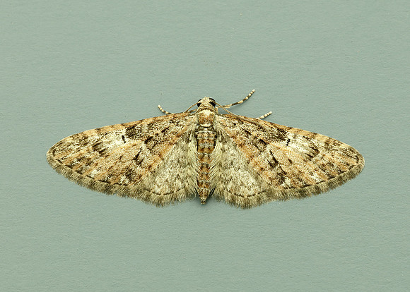 70.156 BF1852 Brindled Pug Eupithecia abbreviata