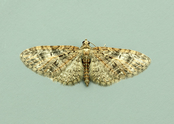 70.156 BF1852 Brindled Pug Eupithecia abbreviata