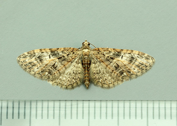 70.156 BF1852 Brindled Pug Eupithecia abbreviata