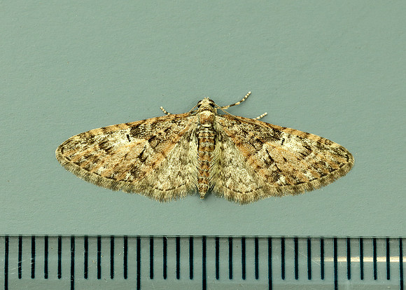 70.156 BF1852 Brindled Pug Eupithecia abbreviata