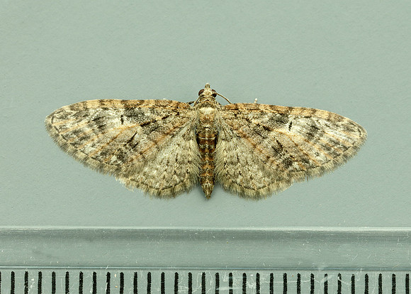 70.156 BF1852 Brindled Pug Eupithecia abbreviata