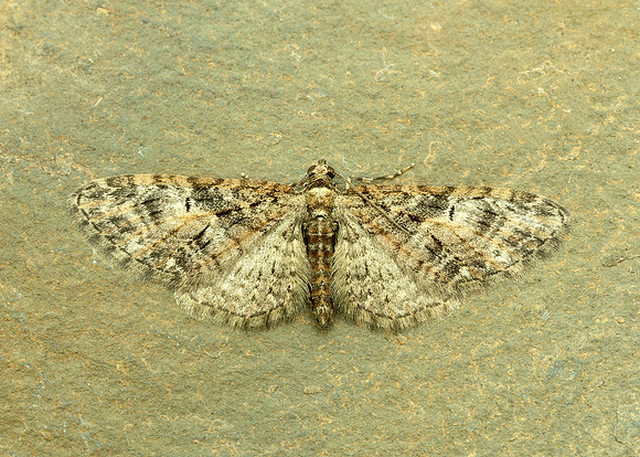70.156 BF1852 Brindled Pug Eupithecia abbreviata