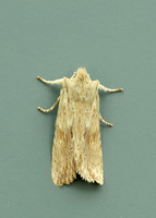 73.201 BF2236 Pale Pinion Lithophane socia