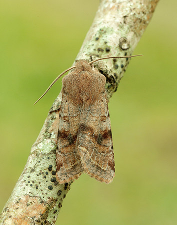 73.242 BF2188 Clouded Drab Orthosia incerta