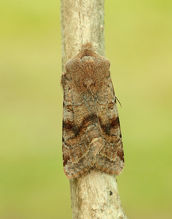 73.242 BF2188 Clouded Drab Orthosia incerta