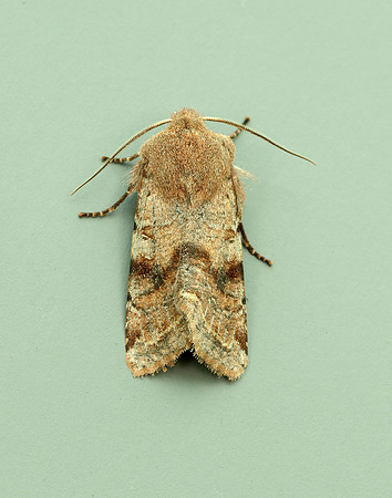 73.242 BF2188 Clouded Drab Orthosia incerta