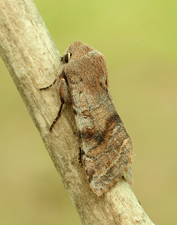73.242 BF2188 Clouded Drab Orthosia incerta
