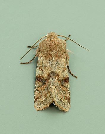 73.242 BF2188 Clouded Drab Orthosia incerta