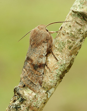 73.242 BF2188 Clouded Drab Orthosia incerta