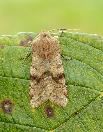 73.242 BF2188 Clouded Drab Orthosia incerta