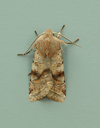 73.242 BF2188 Clouded Drab Orthosia incerta