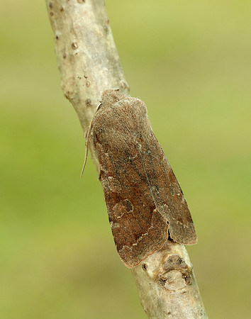 73.242 BF2188 Clouded Drab Orthosia incerta