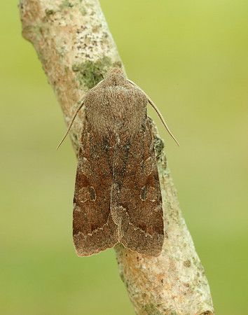 73.242 BF2188 Clouded Drab Orthosia incerta