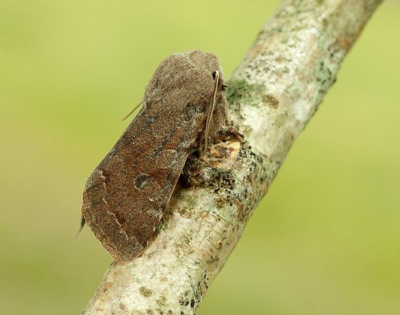 73.242 BF2188 Clouded Drab Orthosia incerta